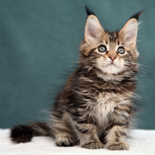445 Hloya (R) Maine Coon female kitten