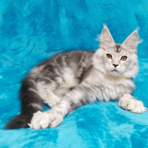 517 Alisa Polycoon 6/6/4/4 (BL) Maine Coon female kitten