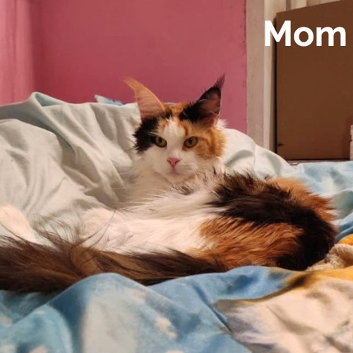 612 Wassabi (R) Maine Coon male kitten
