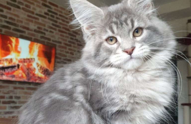 522 Xanter (BL) Maine Coon male kitten 522 Xanter (BL) Maine Coon male kitten