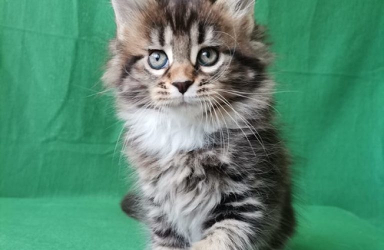 534 Karizma (R) Maine Coon female kitten 534 Karizma (R) Maine Coon female kitten